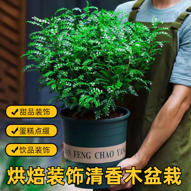 蛋糕烘焙清香木活体盆栽甜品调酒装饰点缀摆盘绿植驱蚊胡椒木叶子