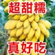 正宗广西小米蕉香蕉9斤新鲜水果整箱当季鲜苹果蕉自然熟粉蕉包邮
