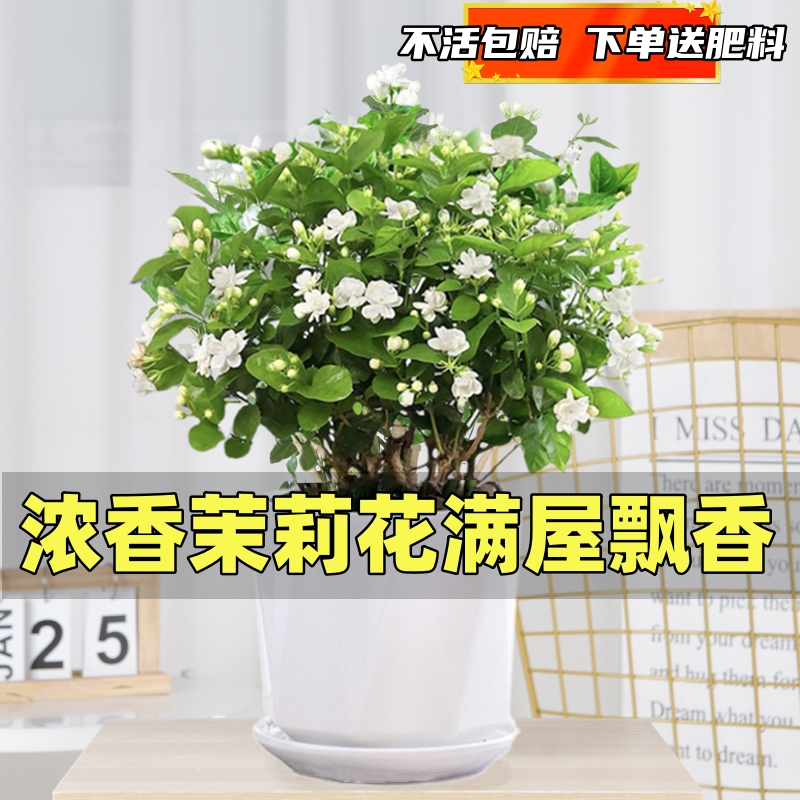 茉莉花苗盆栽带花苞栀子花卉植物室内绿植九里香浓香四季开花好养