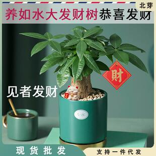 发财树小盆栽室内植物办公室客厅摆件好养大绿植办公桌面水培