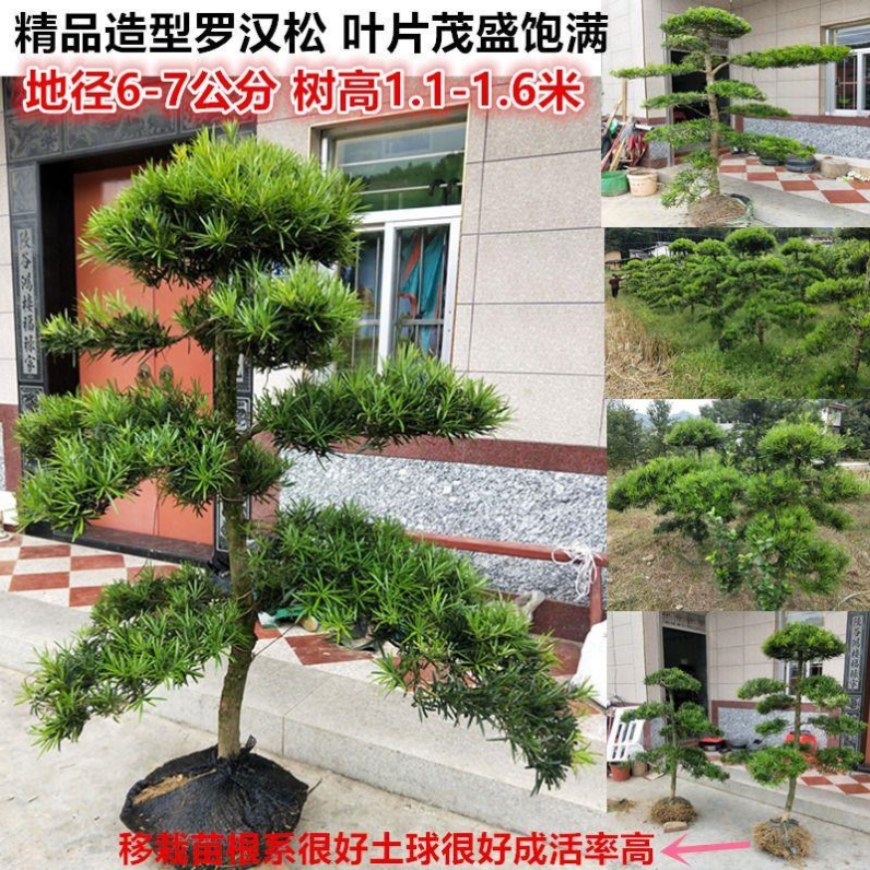 精品造型罗汉松地径5到7公分成型根系发达移栽苗叶片饱满庭院绿化