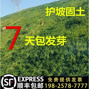 四季常青护坡固土耐寒耐旱边坡绿化草坪草籽免修剪黑麦草高羊茅籽