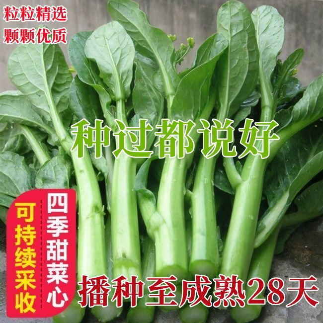 25天广东四九菜心种子种籽菜苔青油甜菜心增城连州秋季蔬菜孑菜籽