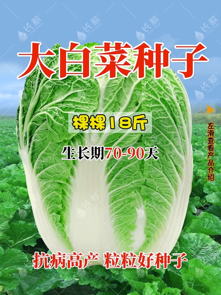 棵棵18斤大白菜种孑白菜籽种大全夏播秋四季阳台庭院大田蔬菜种子