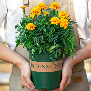 重瓣万寿菊盆栽室内阳台室外庭院四季开花好养植物带花苞草本花卉