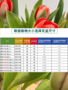 水培郁金香器皿玻璃花盆透明圆形加厚水养铜钱草水仙风信子玻璃瓶