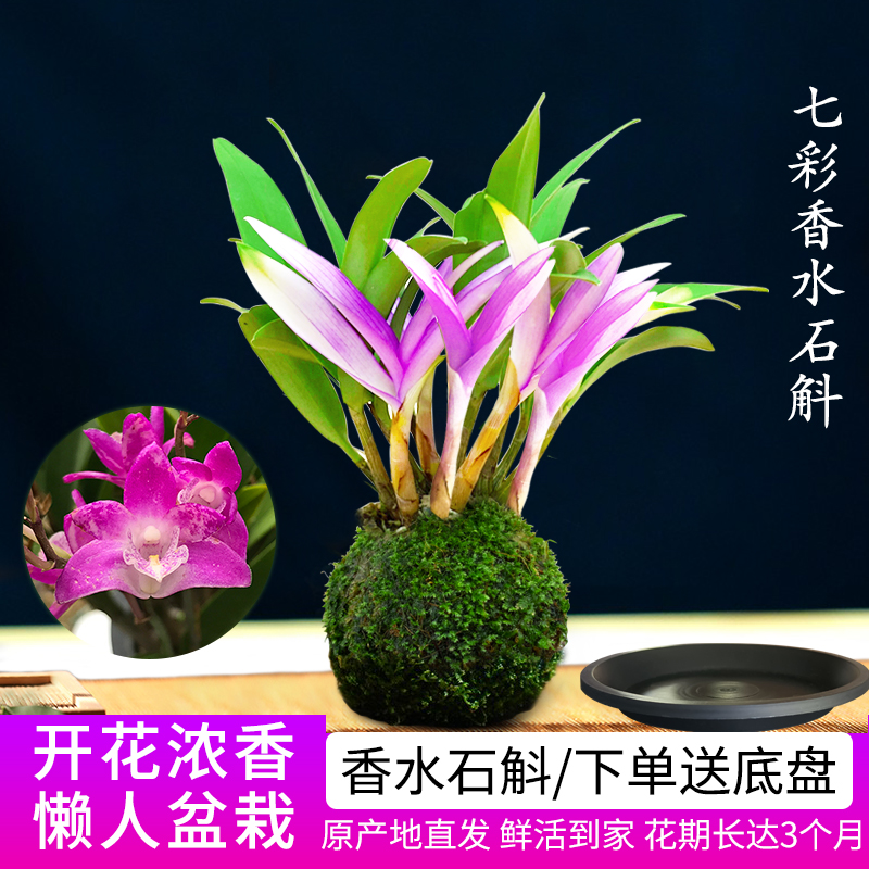 七彩香水石斛兰花四季开好养绿植浓香型石斛改善睡眠绿植净化空气