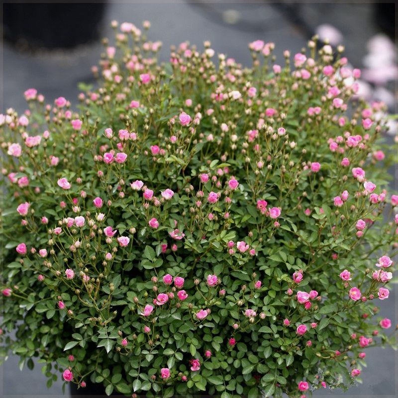 日本超微月季花苗多头多花迷你型玫瑰庭院阳台四季花卉绿植盆载