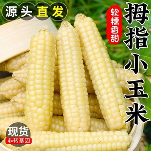 云南西双版纳拇指玉米即食早餐代餐新鲜傣家甜香糯迷你手指小玉米