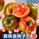 大连草莓柿子西红柿新鲜 自然熟铁皮柿子盘锦碱地丹东水果番茄5斤
