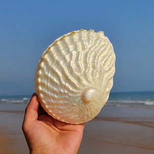 天然荧光去皮大鲍鱼壳大海螺贝壳标本海星鱼缸造景橱柜居家摆件