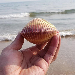 天然海洋贝壳鸟尾蛤超大海螺贝壳珊瑚海星摆件鱼缸造景标本收藏