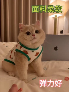 猫咪衣服防掉毛夏季薄款英美短蓝猫布偶猫小型犬泰迪狗狗夏天背米