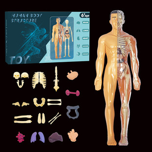 儿童人体骨骼器官模型玩具科教认知组装骨架结构玩具
