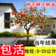 特大脆甜柿子树果苗嫁接树苗南方北方四季种植盆栽地栽庭院果树