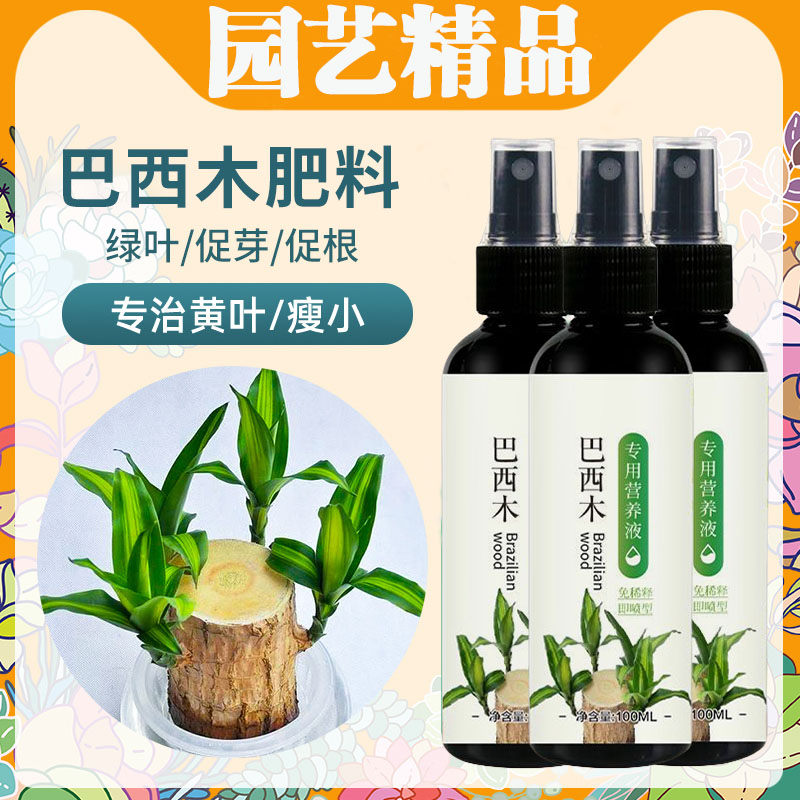 巴西木营养液专用肥料幸运木水培促爆