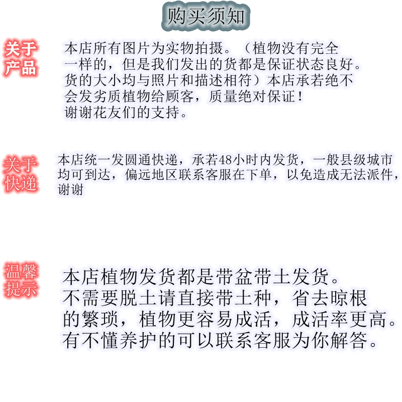 爱之蔓锦藤蔓爬藤植物多肉吊兰垂吊绿植小盆栽室内室外好养易成活