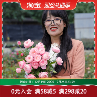 惠惠的花园草莓杏仁饼多头开花机器阳台花园庭院月季花苗盆栽四季