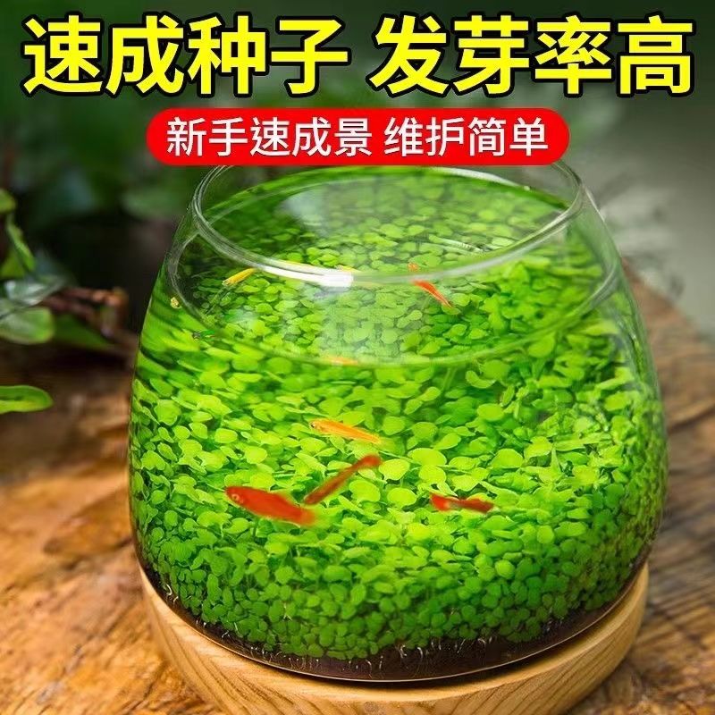 水草种子水草泥水草缸生态玻璃鱼缸小型小鱼缸水养鱼缸免洗海草泥