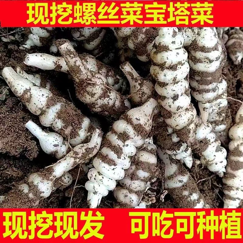 螺丝菜苗子新鲜带芽宝塔菜甘露子地环地牯牛幼苗带芽易活