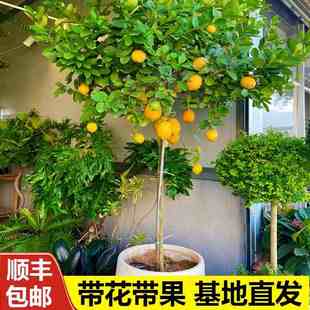 香水柠檬树盆栽带果树苗室内大型绿植四季好养花卉客厅吸甲醛植物