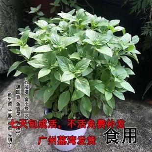 九层塔盆栽可食用潮汕金不换薄荷盆栽新鲜罗勒叶香料植物四季绿植