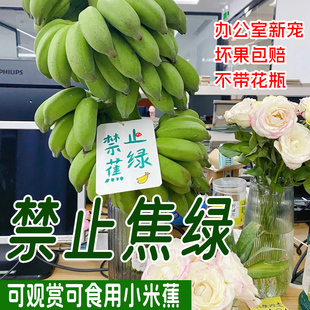 广西小米蕉一整株桌面绿植可食用水培香蕉办公室送礼拒绝禁止蕉绿