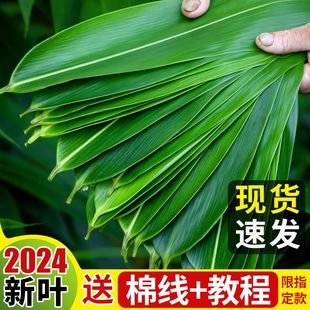 粽叶粽子叶新鲜免邮干箬竹叶大码家用包粽子特大号新货商用宽棕叶