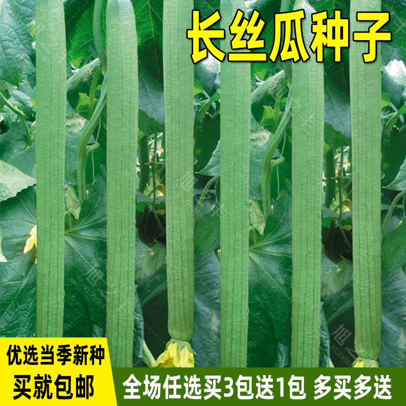 丝瓜种子长丝瓜种籽子春季夏季庭院种植菜种籽四季蔬菜种子孑大全