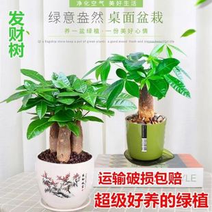 发财树室内小盆栽绿植花卉水培植物绿萝文竹办公室桌面客厅甲醛