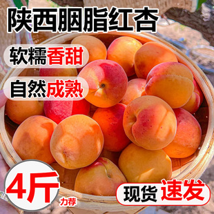陕西胭脂大红杏新鲜当季孕妇水果珍珠青黄杏子鲜果农家2-4斤包邮