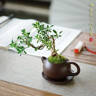 六月雪紫砂壶盆栽中式桌面茶台迷你盆景桌面植物茶桌室内好养绿植