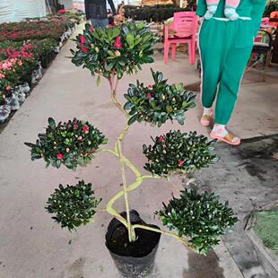 造型游龙杜鹃花盆栽盆景室内室外绿植花卉杨梅红樱桃红西玛小桃红