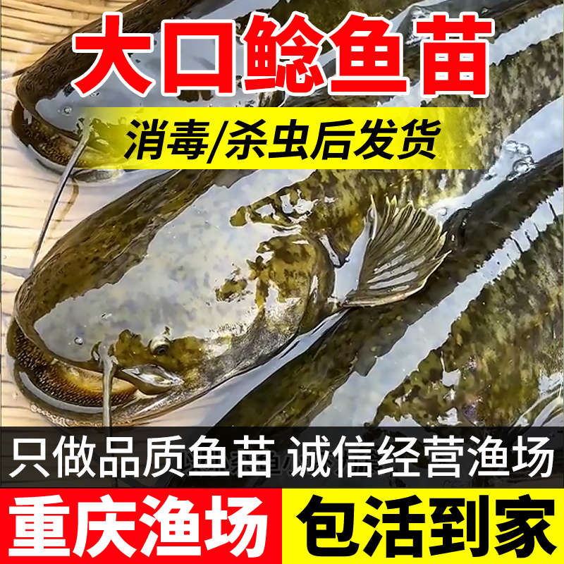 南方大口鲶鱼苗淡水养殖食用活体河鲶