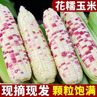 2024新鲜广西花糯玉米带皮花糯棒子苞谷现摘现发当季蔬菜9斤整箱5