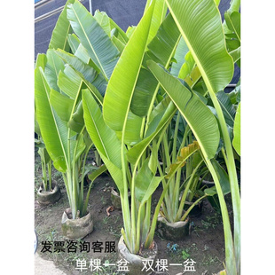 旅人蕉盆栽大型室外美人蕉走廊庭院大绿植花园阳台耐养易活天堂鸟