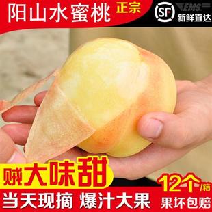 正宗无锡阳山水蜜桃当季水果白凤湖景现摘现发12个整箱新鲜大桃子