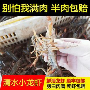 湖北潜江小龙虾鲜活5斤装678钱特大清水白腮免刷青虾活虾顺丰包邮