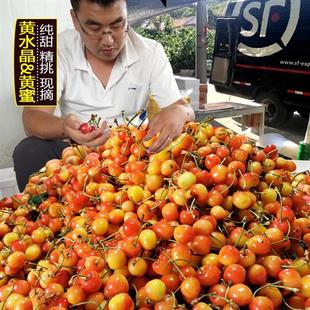 现摘山东黄蜜黄水晶大樱桃孕妇水果顺丰新鲜车厘子黄樱桃5斤包邮