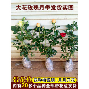 玫瑰花苗花卉大花月季盆栽带花苞室内阳台观花绿植物蔷薇四季开花