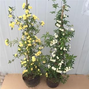 红木香花苗爬藤植物四季开花耐寒好养浓香黄木香庭院蔷薇花卉盆栽