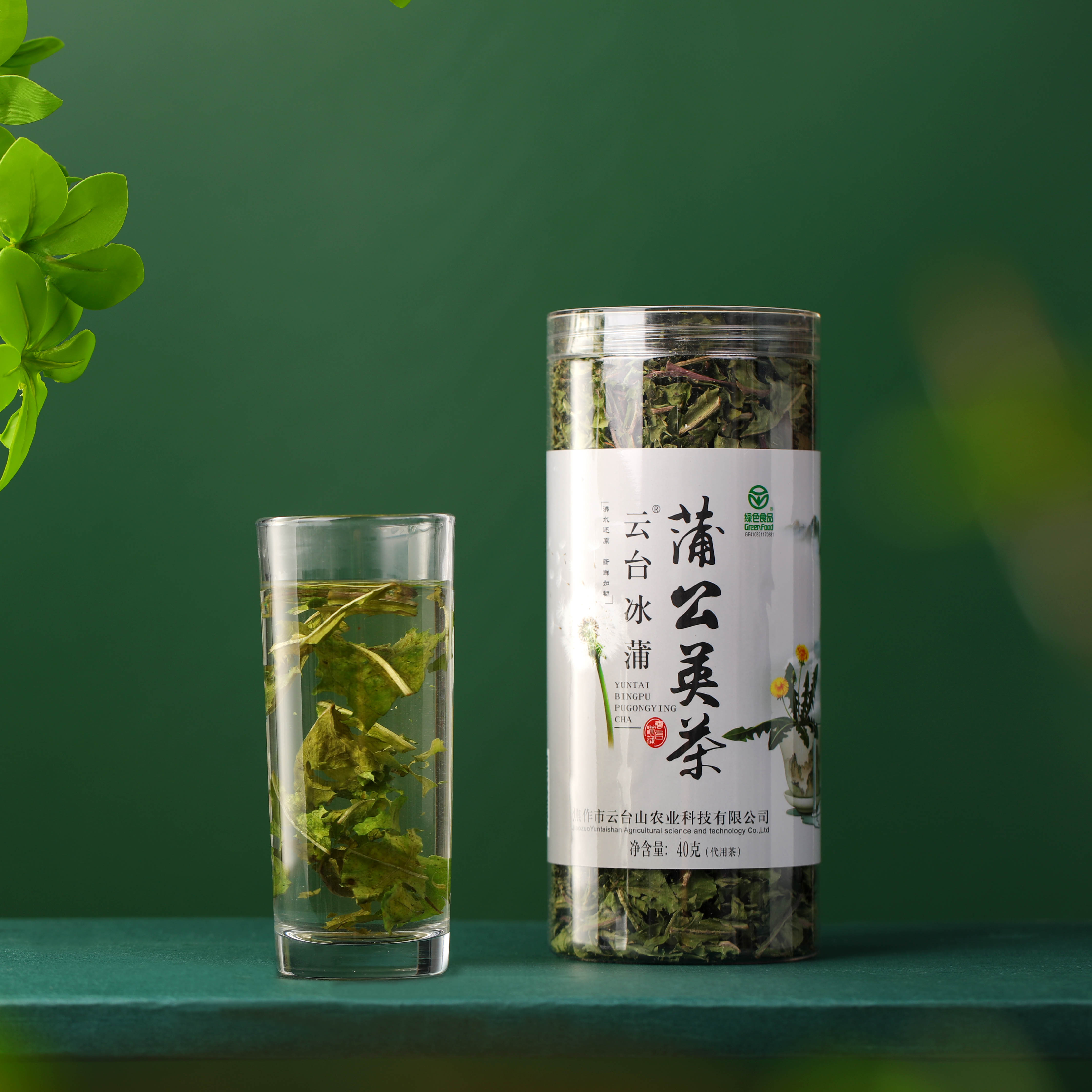 云台山太行冰蒲公英茶非炒制茶婆婆丁特级下火散结35g/瓶装中药材