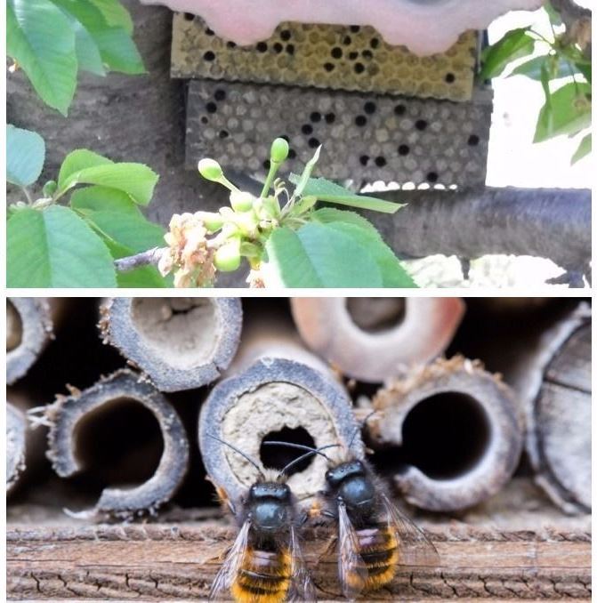 i壁蜂果树授粉蜜蜂 蜜蜂蜂x卵幼虫果树授粉工具授粉蜂壁蜂茧壁蜂