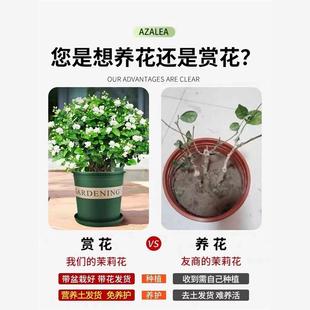 茉莉花苗盆栽带花苞九里香老桩驱蚊水培花卉绿植物室内栀子花好养