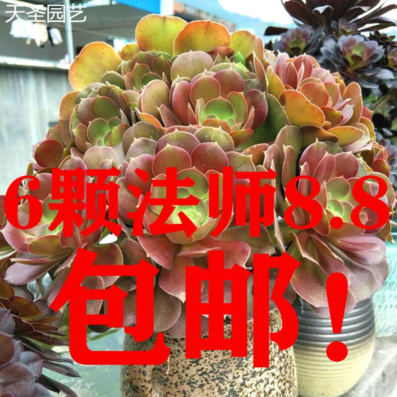 韶羞法师老桩黑法师红覆轮美杜莎女巫欧佳丽锦手捧花多肉植物缀化