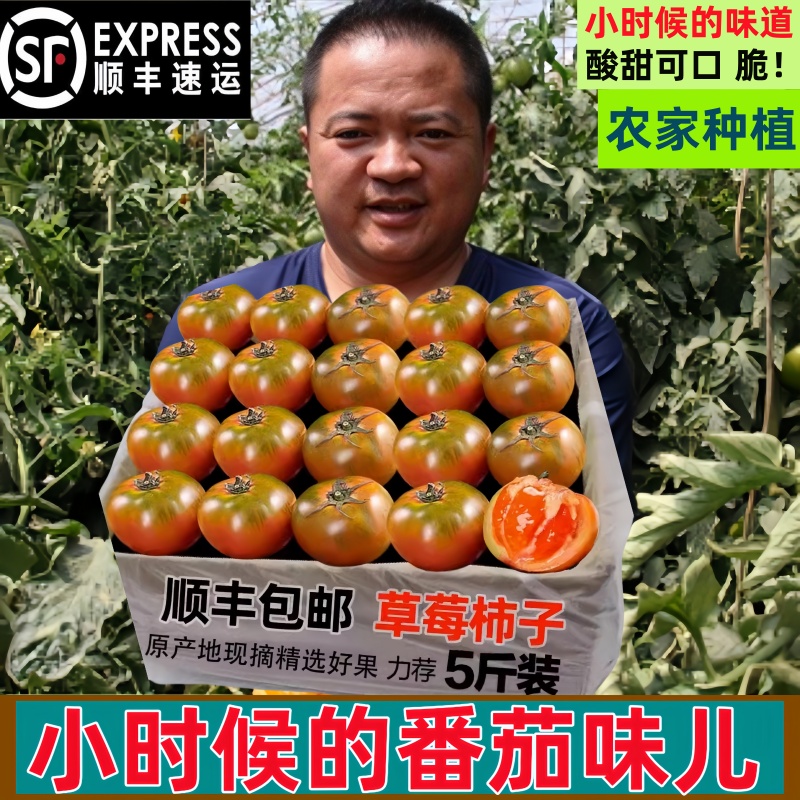 丹东铁皮西红柿子新鲜草莓小番茄绿腚