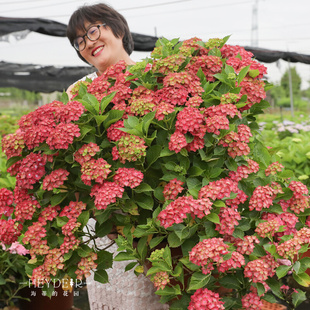 海蒂的花园绣球花魔幻城堡大花室外阳台庭院露台好养花卉植物盆栽