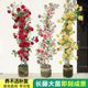 浓香爬藤月季带花苞大苗四季盆栽龙沙宝石庭院爬墙植物藤本蔷薇花