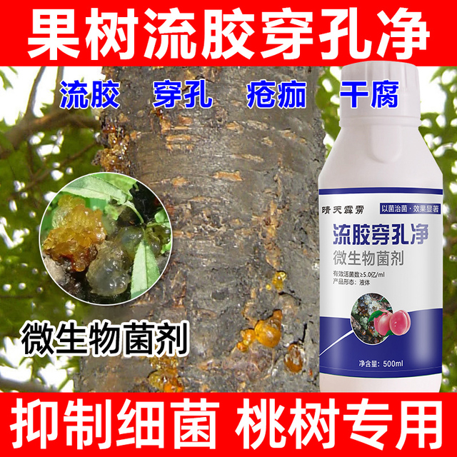 桃树果树流胶穿孔净流胶病穿孔病桃树病芒果疮痂通用微生物菌新款