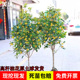 桂花树苗庭院地栽金桂丹桂原生桂树大树苗植物浓香花卉四季桂常青